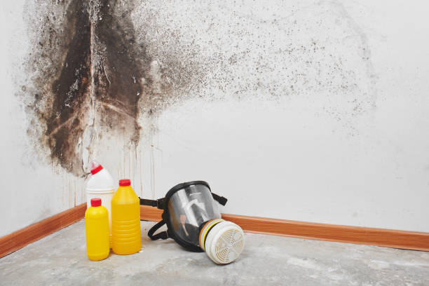 Why You Should Choose Our Mold Remediation Services in Mariemont, OH